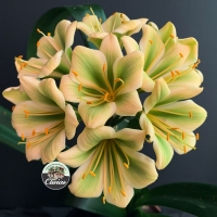 The Narcotics Series | Utopia Clivias